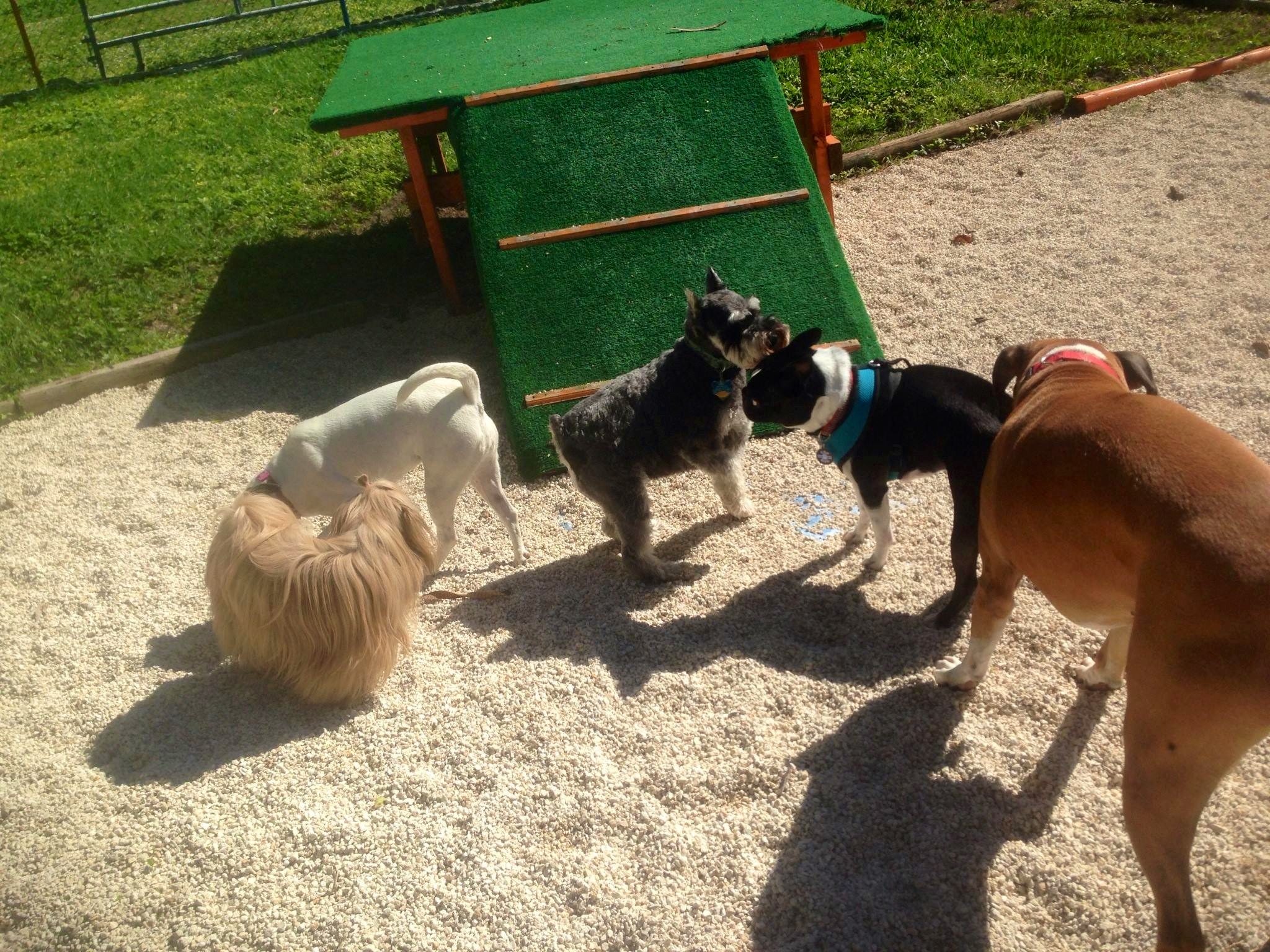 b Best Dog Day Care Miami Doggie Daycare